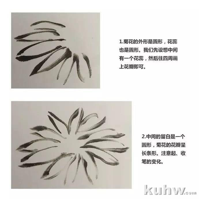 菊花怎么画  国画写意菊花画法