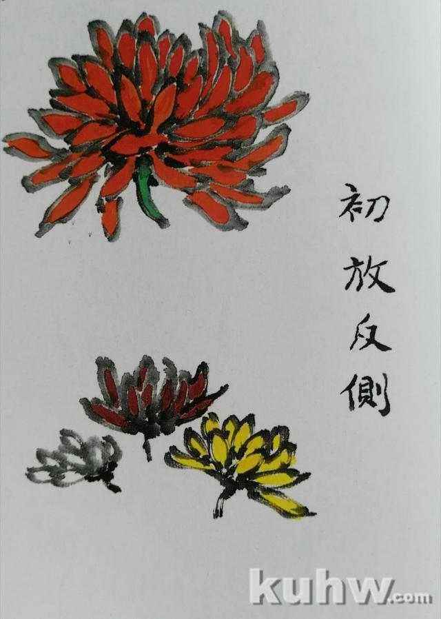 菊花画花头方法：如何画各种开花状态的正面和侧面