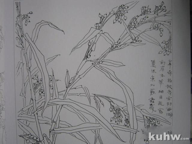 植物花卉写生白描的方法及步骤 花卉素描写生步骤图教程