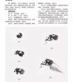 国画蝉的画法，写意知了画法