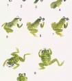 国画写意青蛙的画法