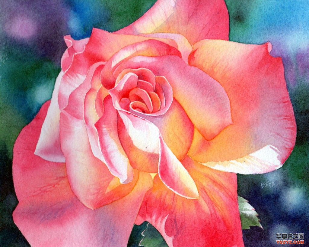 玫瑰1 1024 x817水彩颜料