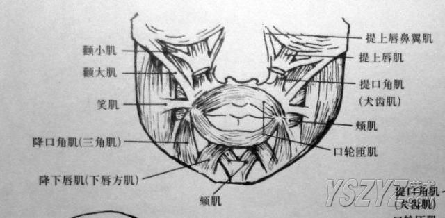 怎样在短时间内学好素描？素描基础教程和素描基础知识的讲解