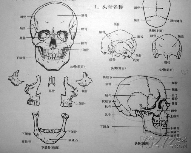 人体素描画法教程