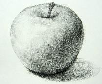 苹果静物素描