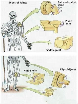 人体素描之脚、肖像头部、关节、腿部、手、手臂、身体的运动