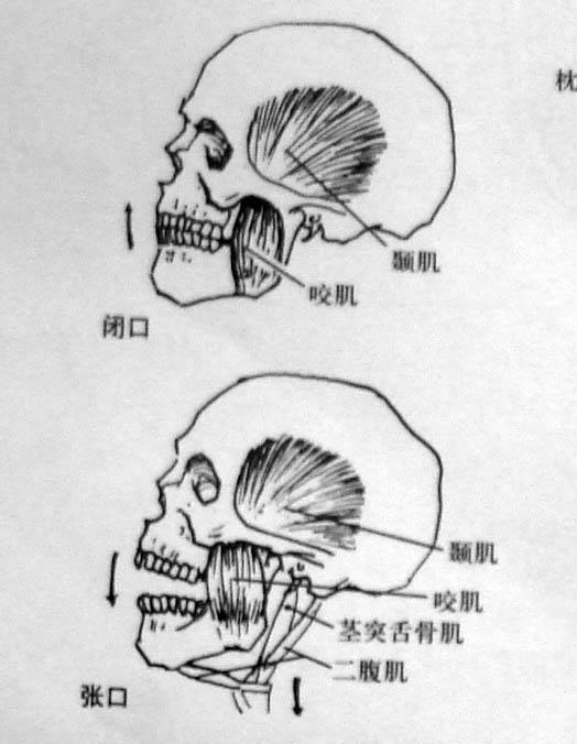 人体素描画法教程