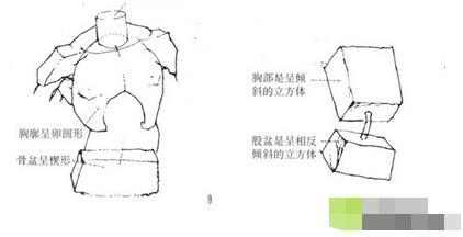 人体素描之画出人体基本外形、实际运用、透视法缩短、关节、躯干