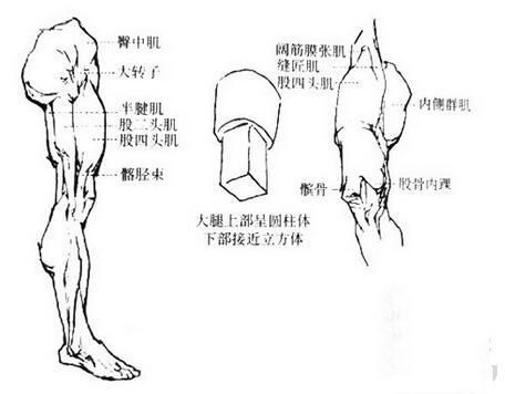 人体素描之脚、肖像头部、关节、腿部、手、手臂、身体的运动