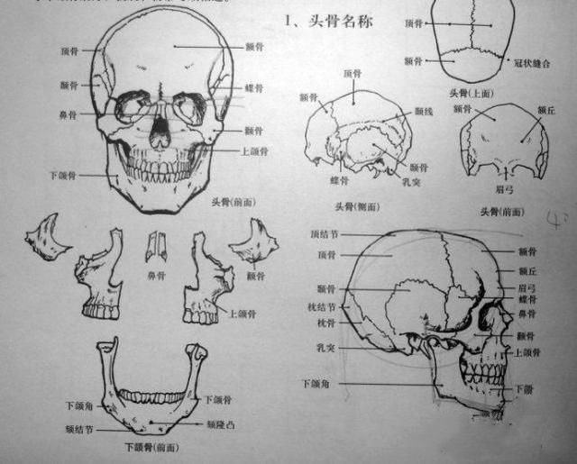 怎样在短时间内学好素描？素描基础教程和素描基础知识的讲解