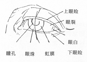 素描人像完整教材六