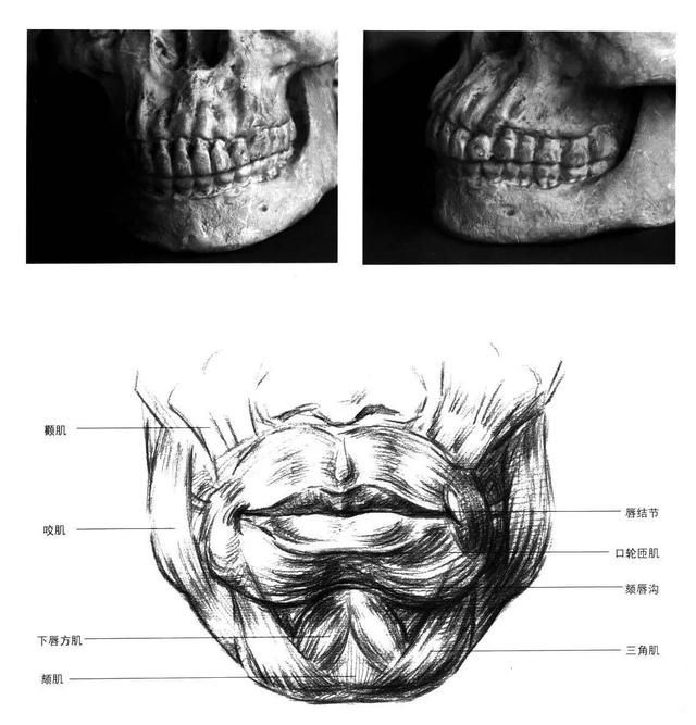 素描局部解析――五官的画法（嘴）