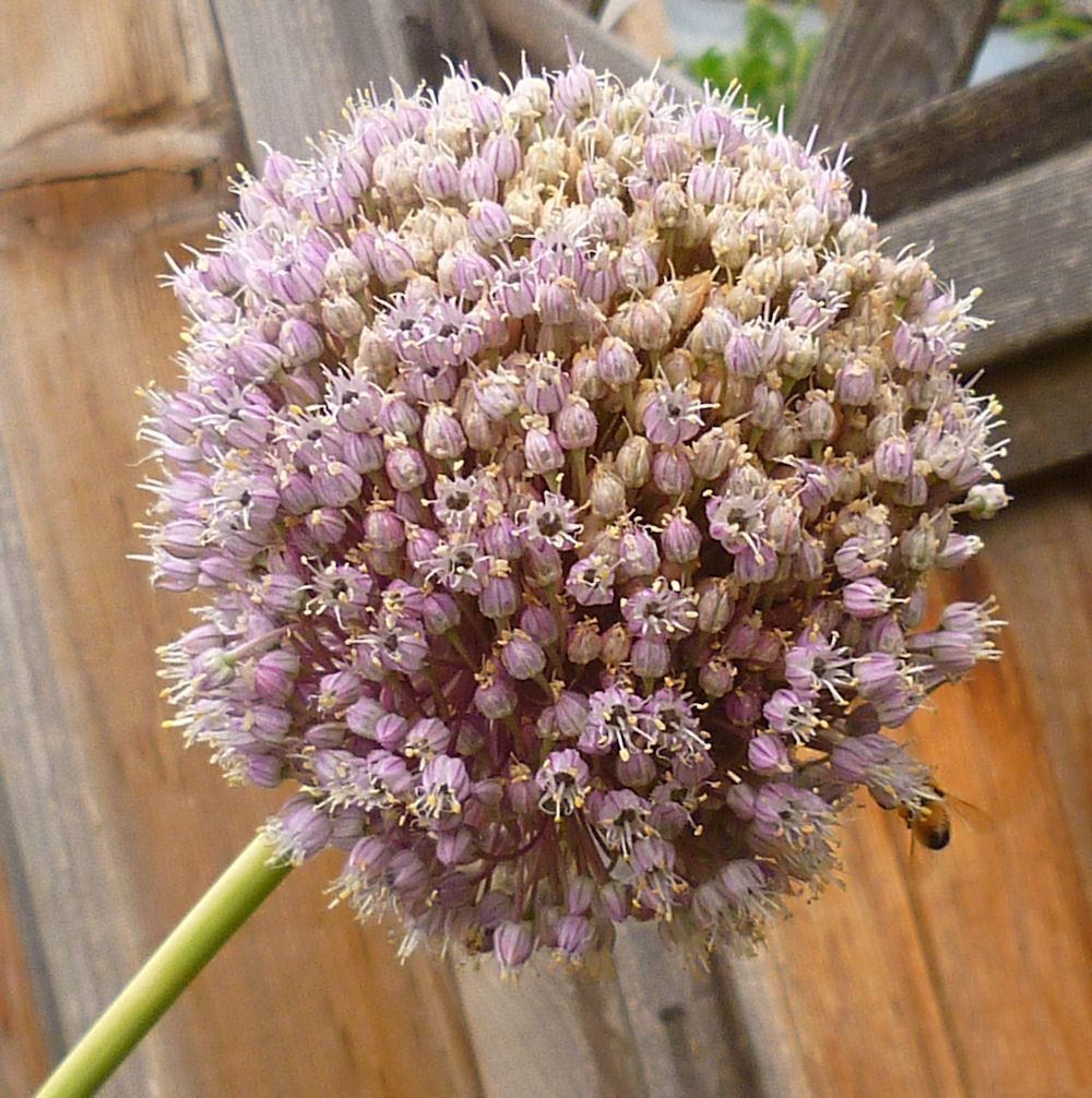 葱属植物花