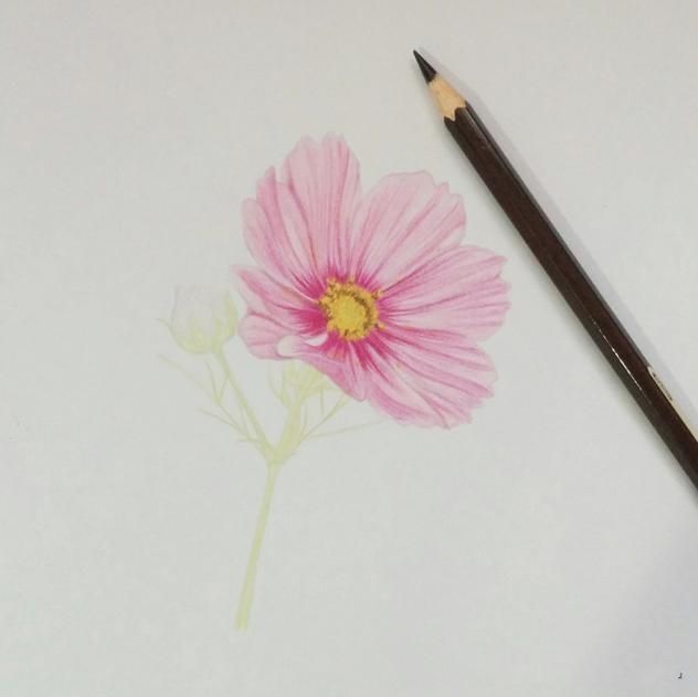 彩铅画教程：格桑花，荷花莲藕彩铅绘画详细过程，快收藏学习去吧