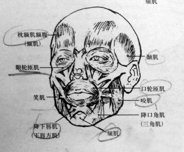 人体素描画法教程