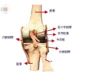 人体素描之脚、肖像头部、关节、腿部、手、手臂、身体的运动