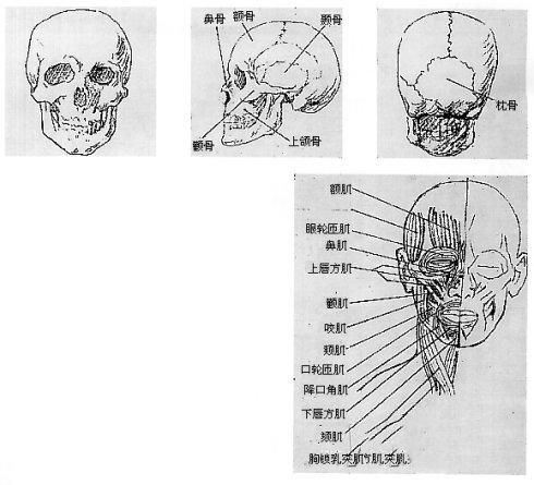 人体素描画法教程