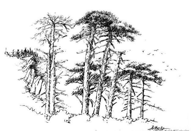 风景速写丨超简单的树木画法