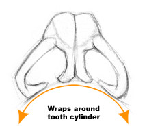 drawing nostrils, how to draw anose