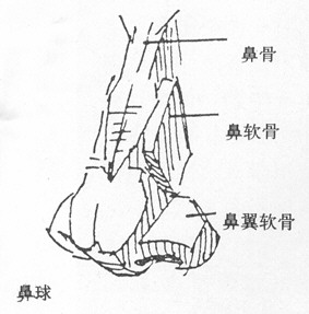 素描人像完整教材六