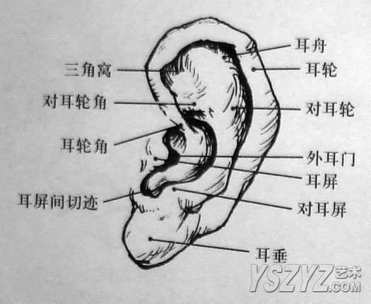 人体素描画法教程