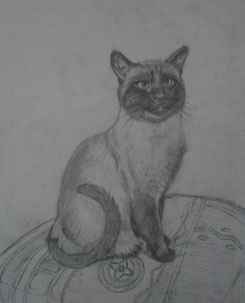 草图一只猫,猫的素描、油画猫素描