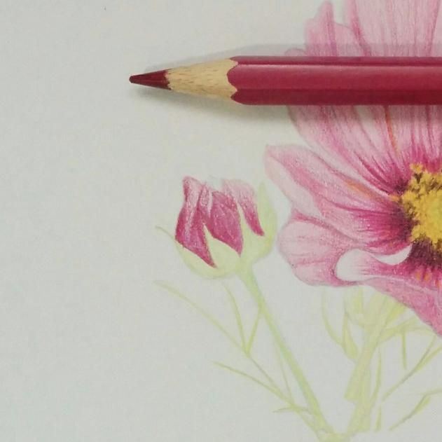 彩铅画教程：格桑花，荷花莲藕彩铅绘画详细过程，快收藏学习去吧