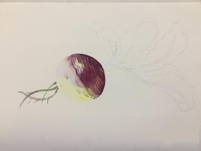 水彩画紫色萝卜的画法步骤