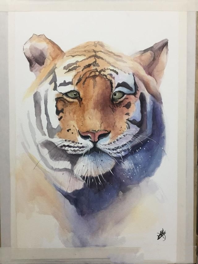 用水彩画老虎