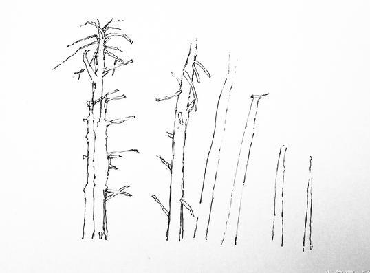 风景速写丨超简单的树木画法