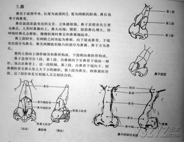 怎样才能画好人体素描？