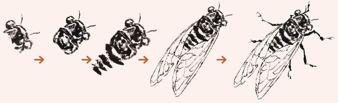 花鸟画基础——草虫画法