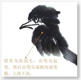 国画绶带鸟的基本画法