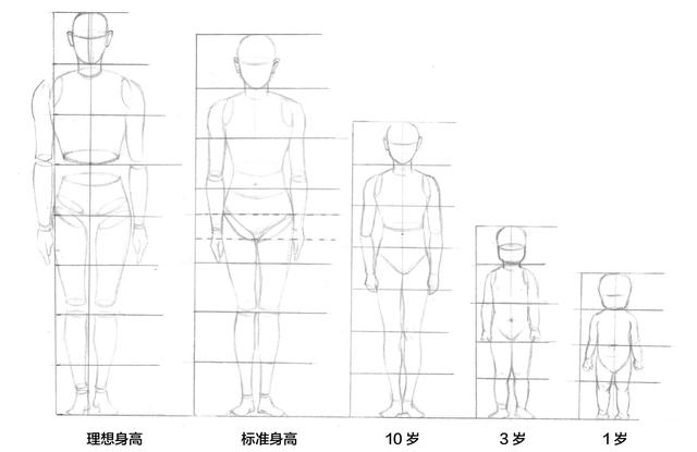 分步骤教你绘画中人体比例