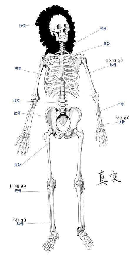 人体骨骼与肌肉该怎么画？教你如何快速认识人体骨骼与肌肉