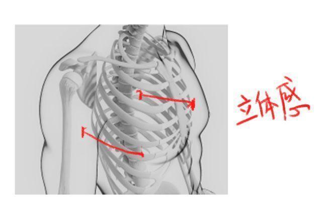 人体骨骼与肌肉该怎么画？教你如何快速认识人体骨骼与肌肉