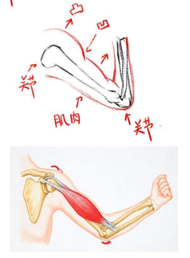 人体骨骼与肌肉该怎么画？教你如何快速认识人体骨骼与肌肉