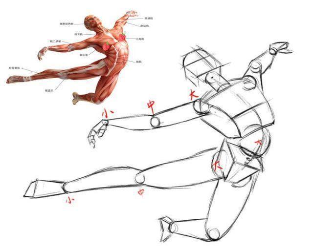 人体骨骼与肌肉该怎么画？教你如何快速认识人体骨骼与肌肉