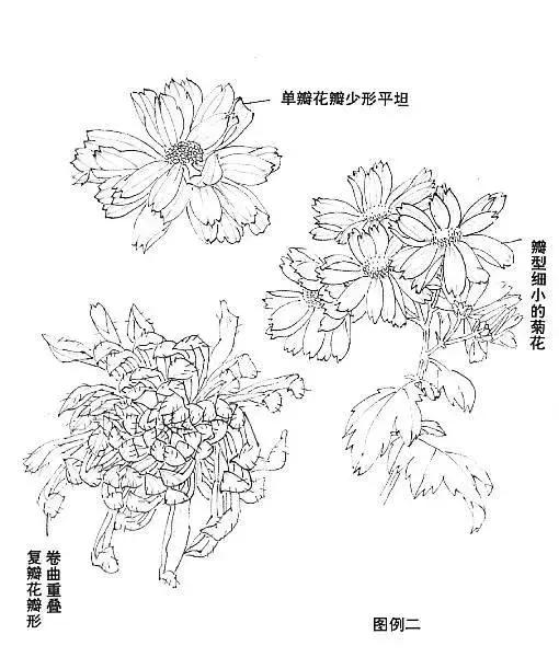 写意菊花小品画法