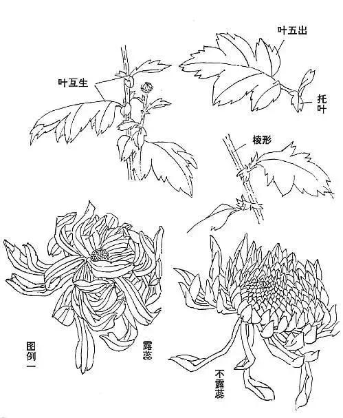 写意菊花小品画法