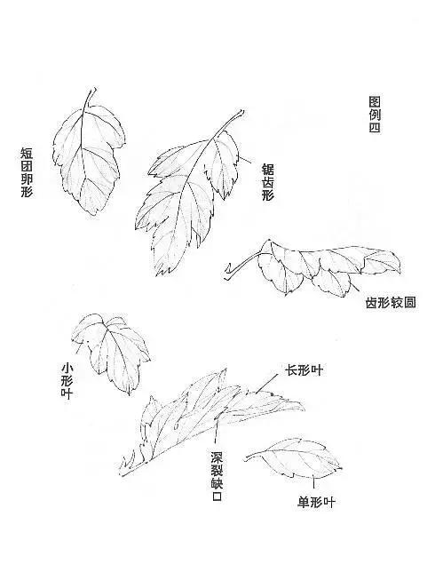 写意菊花小品画法