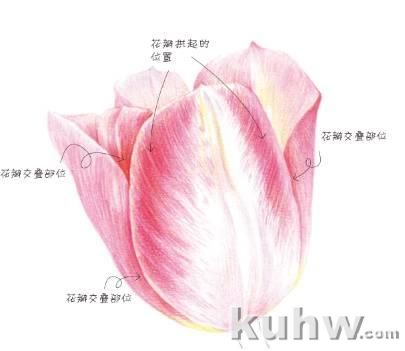 彩铅花卉 | 细腻的郁金香画法