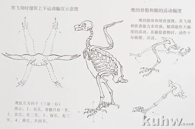 鹰的写意画法「中国画教程」