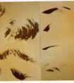 写意人物头面、手、脚的画法