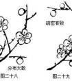 梅花花朵的分布