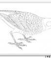 工笔画鸟的染色教程演示 19